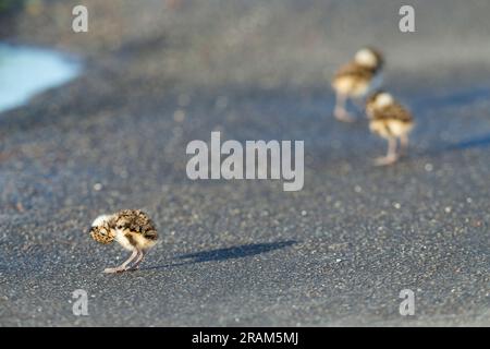 Nördlicher Lapwing Vanellus vanellus, Küken, die auf Asphalt laufen, Loch Bhasapoll, Tiree, Schottland, Vereinigtes Königreich, Mai Stockfoto