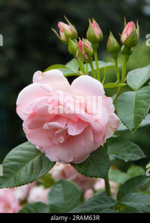 Zarte, weiß-rosa Rose im Garten 5.07.2023 Bialystok Polen. Schöne Rosen während des Sommerwachstums. Stockfoto