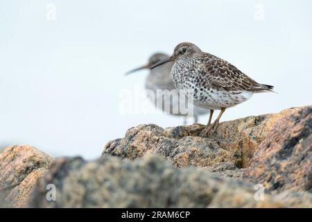 Lilafarbener Sandpiper Calidris maritima, Erwachsene auf Felsen, Mannal, Tiree, Großbritannien, Mai Stockfoto