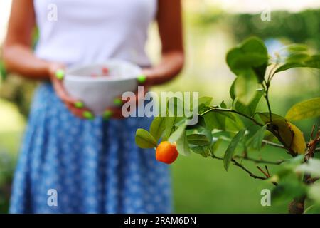 Ein Bauer erntet reife Beeren. Hände einer Frau, die Beeren pflückt. Stockfoto