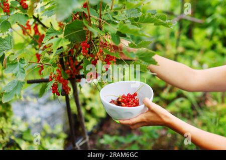 Ein Bauer erntet reife Beeren. Hände einer Frau, die Beeren pflückt. Stockfoto