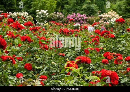 Viele rote Rosenbüsche im Garten auf einem Hintergrund mit weißen, rosafarbenen Rosen. Zucht, Pflege von Rosen, wunderschöne Postkarte Stockfoto
