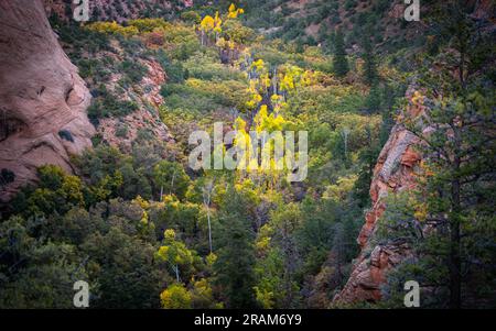Golden Aspen Oase im High Desert Canyon | Navajo National Monument, Navajo Nation, Arizona, USA Stockfoto