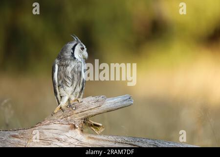 Nördliche weiße Eule, Ptilopsis-Leukotis, kleine Eule im natürlichen Lebensraum, sitzt auf dem Ast, gelbes Gras im Hintergrund Stockfoto