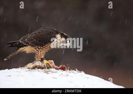 Wanderfalke, Raubvogel, der im Winter auf dem Felsen sitzt. Deutschland. Falke mit toten Wachteln. Wildtiere aus verschneiter Natur Stockfoto