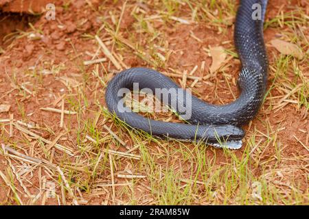 Schwarzer östlicher Ratnake außerhalb des Sommers in South Carolina und Umgebung Stockfoto