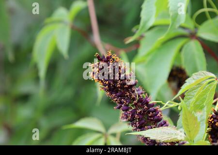 Amorpha fruticosa im Sommerwald, Sommerblumen Stockfoto