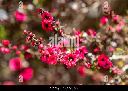 Lebendige tiefe burgunderrote Blüten von Leptospermum, einer Gattung von Sträuchern und kleinen Bäumen der myrtenfamilie Myrtaceae. Manuka-Baum mit rosa Blüten im blühenden Hintergrund und verschwommenem Hintergrund. Frühlingsblumen des Teebaums Stockfoto