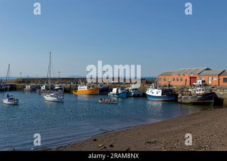 Fünf Personen rudern mit einem Boot in Richtung der Küste im Hafen von Port Seton, in der Nähe der Anlegestelle für Fischerboote an einem sonnigen Tag im Juni. Stockfoto