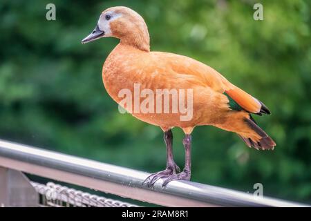 Ruddy Shelduk steht auf einem Metallzaun, Ruddy Shelduk, Tadorna ferruginea. Es handelt sich um eine Entenfamilie von Wasservögeln, ähnlich der gewöhnlichen. Der Vogel hat einen Orang Stockfoto