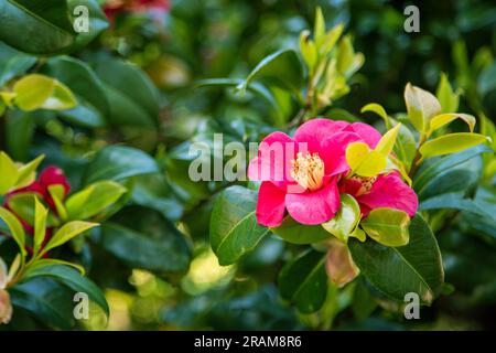 Sasanqua - Camellia sasanqua, Nahaufnahme. Bright Camellia sasanqua oder Paradise Belinda Blumen im Busch. Gartenblütenpflanze aus Asien. Frühlingsblumen-Hintergrund. Rosa Kamelia sasanqua, voll blühend Stockfoto