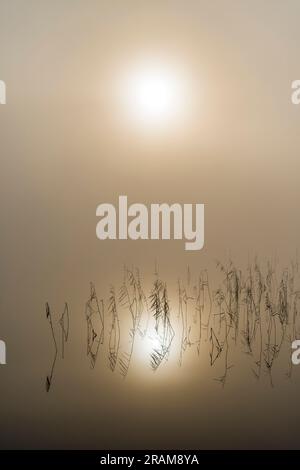 Nebeliger Herbstmorgen über dem See mit Schilf Stockfoto