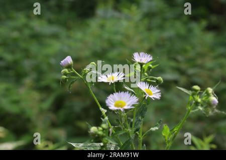 Kamillenstamm auf der Sommerwiese, weiße Blumen Stockfoto