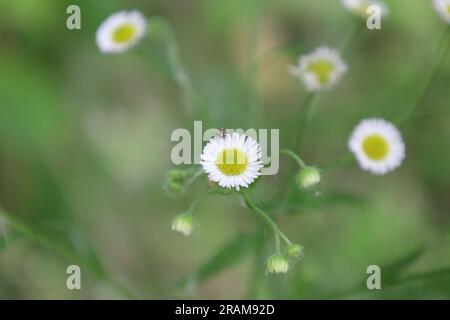 Kamillenstamm auf der Sommerwiese, weiße Blumen Stockfoto