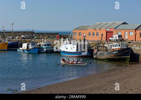 Fünf Personen in einem hölzernen Ruderboot mit weißem Rumpf kommen zum flachen Strand am Port Seton Harbour in der Nähe von Edinburgh. Stockfoto