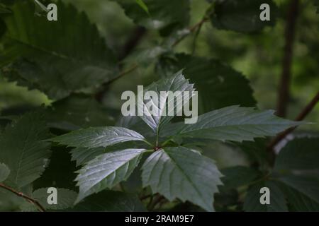 Parthenocissus Inserta im Regenwald Stockfoto