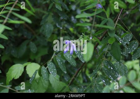 Gewöhnliche Zichorie auf der Sommerwiese, blaue Blumen Stockfoto