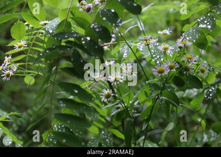 Kamillenstamm auf der Sommerwiese, weiße Blumen Stockfoto