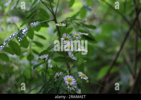 Kamillenstamm auf der Sommerwiese, weiße Blumen Stockfoto