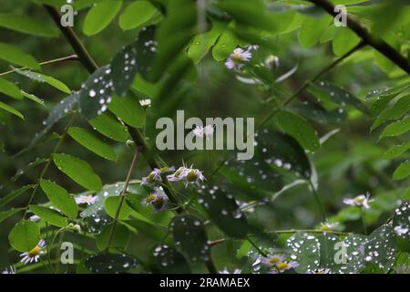 Kamillenstamm auf der Sommerwiese, weiße Blumen Stockfoto