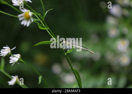 Weißbein-Schwanzfliege, blaue Federbeine im Sommerwald, Insekten Stockfoto