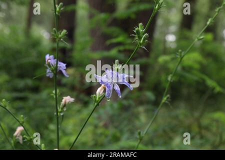 Gewöhnliche Zichorie auf der regnerischen Sommerwiese, blaue Blume, gewöhnliche Zichorie auf der Sommerwiese, Regentropfen, nach Regen Stockfoto