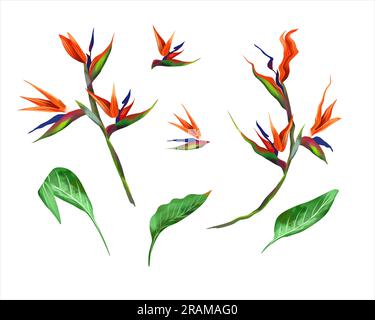 Leuchtende exotische Pflanze strelitzia auf weißem Hintergrund. Aquarelle Darstellung tropischer Blumen. Design-Element für Grußkarten, Hochzeitseinladungen Stockfoto