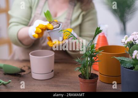 Hausgärtnerin in der Schürzenpflege für Hauspflanzen mit Hyazinthbirne, Pflanzendekorationskonzept Stockfoto