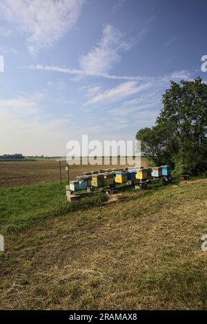 Bienenstöcke neben einem Baum am Rande eines gepflügten Feldes an einem Sommertag in der italienischen Landschaft Stockfoto