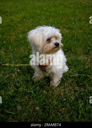 Ein weißer Hund auf dem Gras Stockfoto