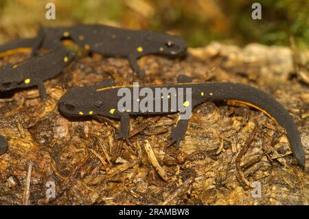 Natürliche Nahaufnahme auf einem Landjugendling des gefährdeten Chinesischen Warzenmolchs, Paramesotriton chinensis auf getrocknetem Blatt Stockfoto