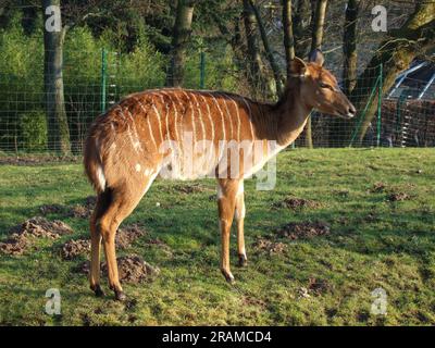 Frankfurt, Hessen, Deutschland - Februar 18 2007: Ein brauner ostafrikanischer Bongo mit weißen Streifen steht auf einer grünen Wiese im Frankfurter Zoo. Hinter ihr, som Stockfoto