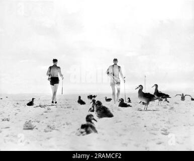 Midway Island, Pazifik: 15. Oktober 1936. Mitarbeiter der Pan American Airways Basis hier haben einen großen Golfplatz im Inselsand geschaffen. Die zwei Mitglieder hier spielen durch die lokale Gefahr, Albatros, auch bekannt als Gooney Birds. Stockfoto