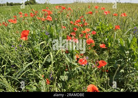 Mitten im Sommer wachsen verschiedene Wildblumen auf dem Feld. Stockfoto