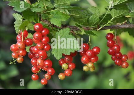 Auf dem Zweig sind die Strauchbeeren reife rote Johannisbeeren (Ribes rubrum) Stockfoto