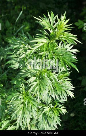 Wermut (Artemisia vulgaris) wächst wild in der Natur Stockfoto