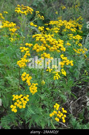 Tansy gewöhnliche (Tanacetum vulgare) blühen auf der Wiese in freier Wildbahn Stockfoto