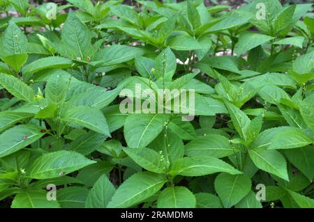 Im Frühling wächst der wilde Mercurialis perennis im Wald Stockfoto