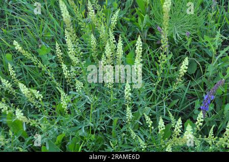 Reseda lutea wächst wie ein Unkraut auf dem Feld Stockfoto