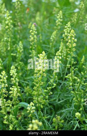 Reseda lutea wächst wie ein Unkraut auf dem Feld Stockfoto