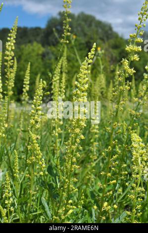 Reseda lutea wächst wie ein Unkraut auf dem Feld Stockfoto