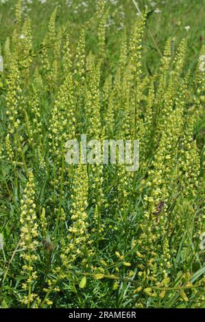 Reseda lutea wächst wie ein Unkraut auf dem Feld Stockfoto