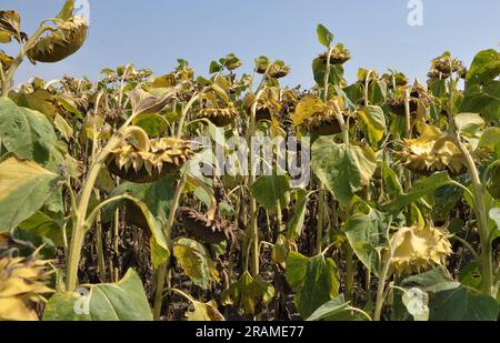 Im Spätsommer reift die Sonnenblume auf dem Bauernhof Stockfoto