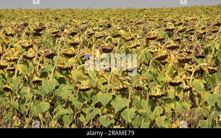 Im Spätsommer reift die Sonnenblume auf dem Bauernhof Stockfoto