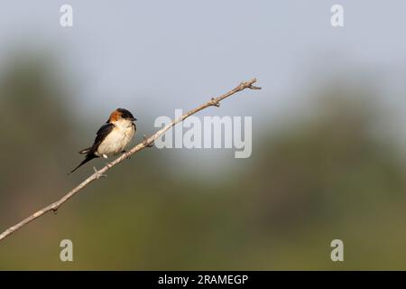 Roter Schwalbenschwanz Cecropis daurica, Erwachsener auf einem Ast, Pirang-Bonto Forest Park, Kombo East, Gambia, März Stockfoto