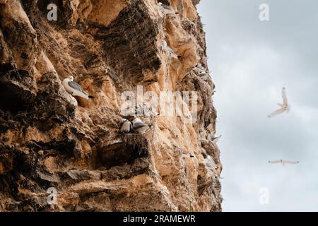 Die Marsden Bay Kalksteinklippen bedeckt mit nistenden Kittiwakes, South Shields, Tyne & Wear Stockfoto