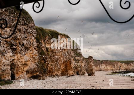 Die Marsden Bay Kalksteinklippen bedeckt mit nistenden Kittiwakes, South Shields, Tyne & Wear Stockfoto