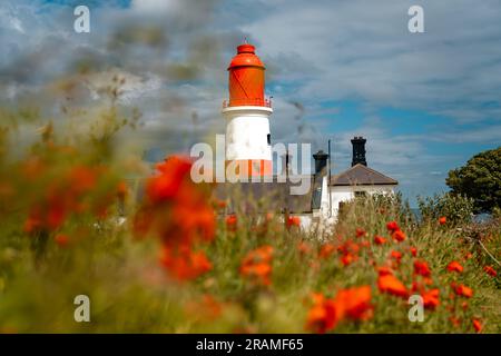 Der rot-weiß gestreifte Souter Lighthouse wurde mit rotem Mohn im Vordergrund fotografiert Stockfoto