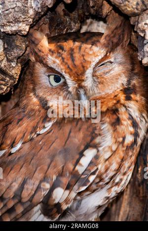 Eine östliche Kreischeule mit geschlossenen Augen. Stockfoto