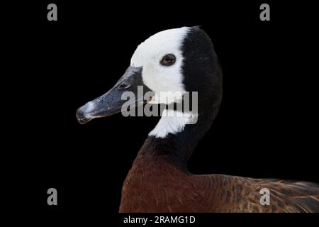 Ein weißes Pfiffiges Entenporträt. Stockfoto